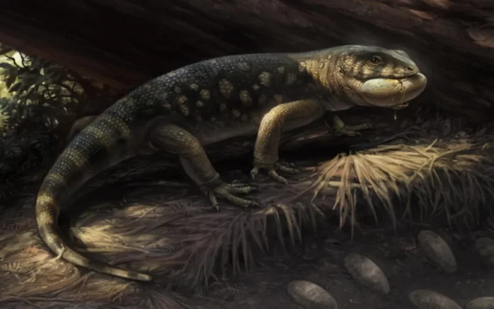 découverte fossiles Maroc