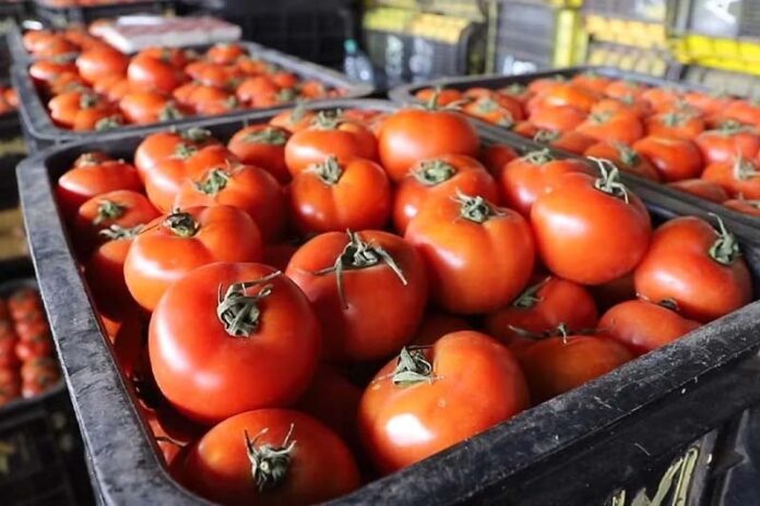 Tomates Maroc devient troisième