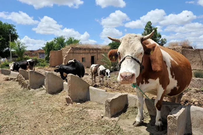 Crise bovine Espagne Maroc