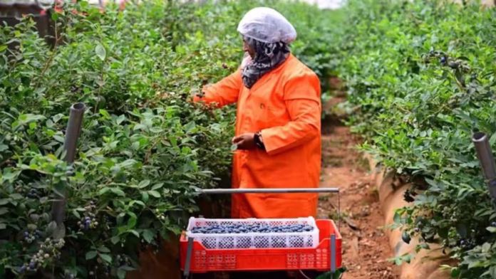 Elite Agro Maroc
