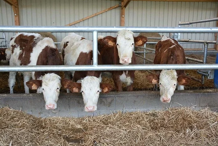 Russie alimentation animale