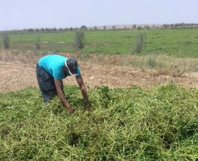 Maroc herbes aromatiques