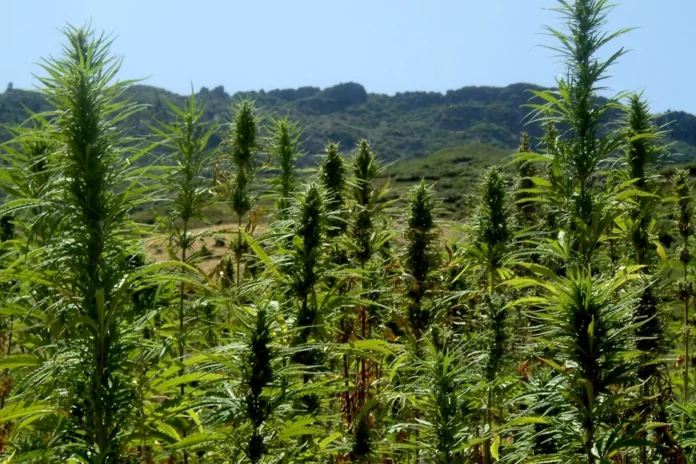 BluePearl Seeds cannabis