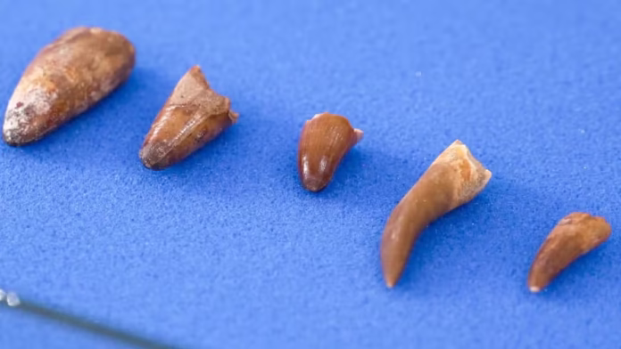 Maroc récupère neuf fossiles