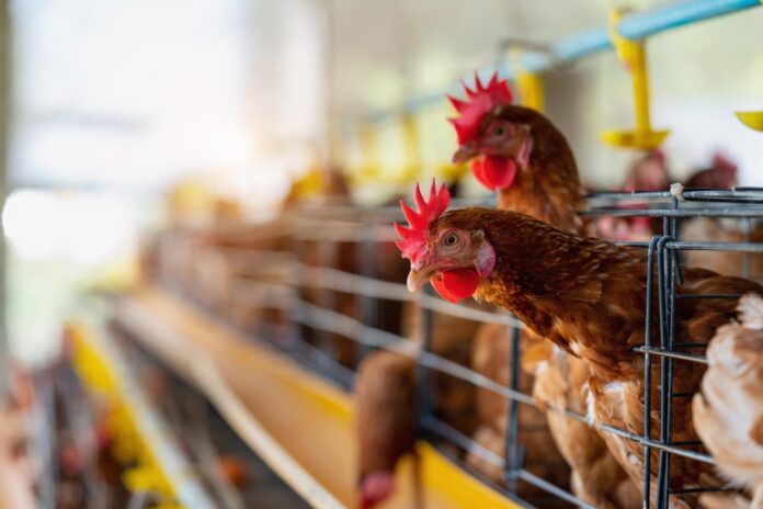 prix poulet Maroc