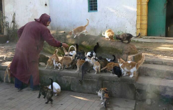 Animaux errants Maroc
