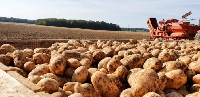 imports marocaines pommes terre