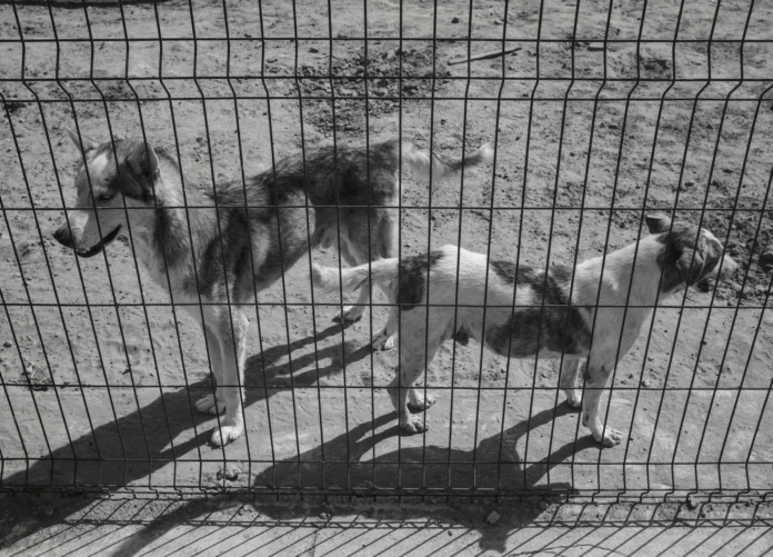 Loi 19 25 animaux