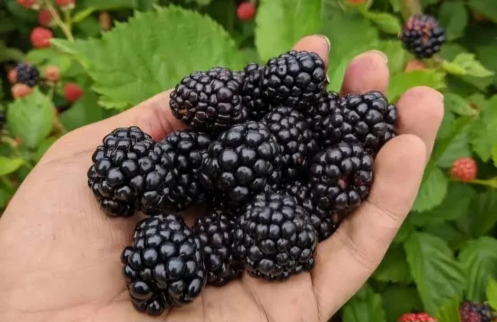 Maroc fruits rouges Norvège