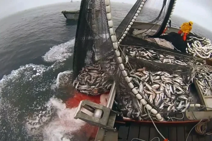 pêche Tanger hausse