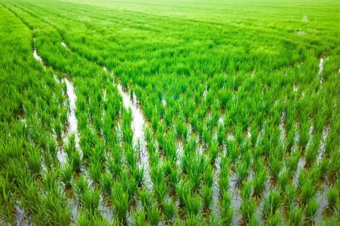producteurs riz Gharb