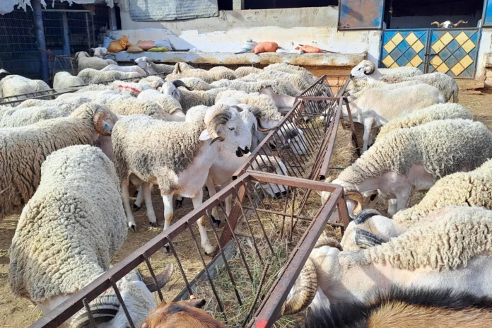 viande ovine Maroc