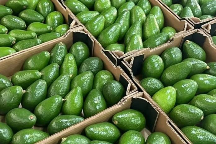 Caisse d’avocats marocains Hass prêts pour l’exportation