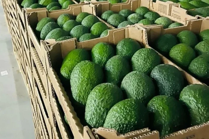 avocats marocains récolte record