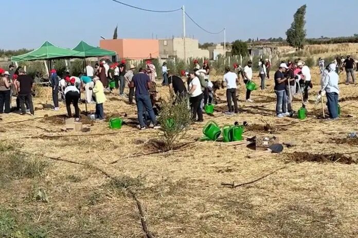 AXA Maroc 000 arbres
