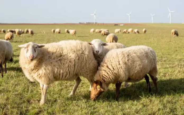 moutons roumains Maroc