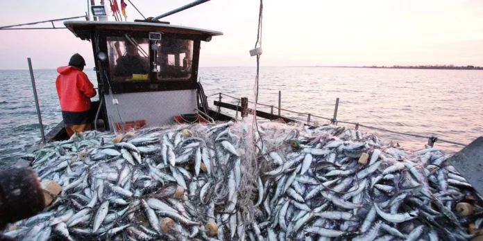 Sardines virus Afrique Sud
