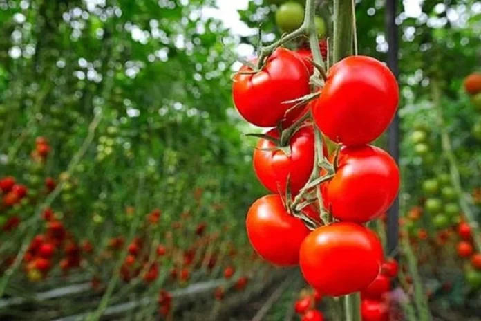 Tomates marocaines UE