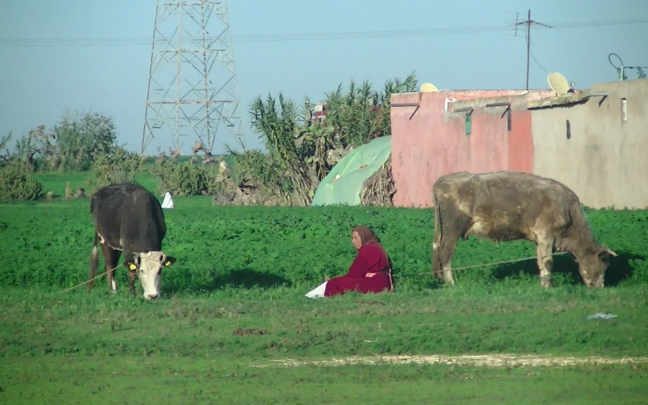 Une femme auprès de deux vaches dans un champ des Doukkala au Maroc
